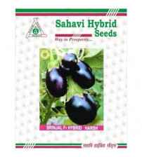 Brinjal Harsh 10 grams